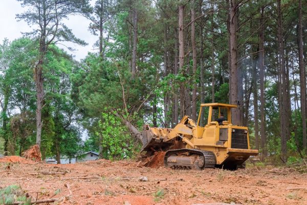 Cost of Forestry Clearing in Valparaiso